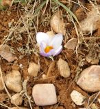 Crocus tauricus