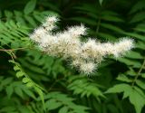 Sorbaria sorbifolia. Верхушка побега с соцветием. Московская обл., Раменский р-н, пос. Ильинский, на улице. 15.07.2017.