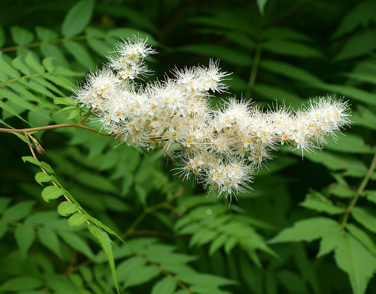 Image of Sorbaria sorbifolia specimen.