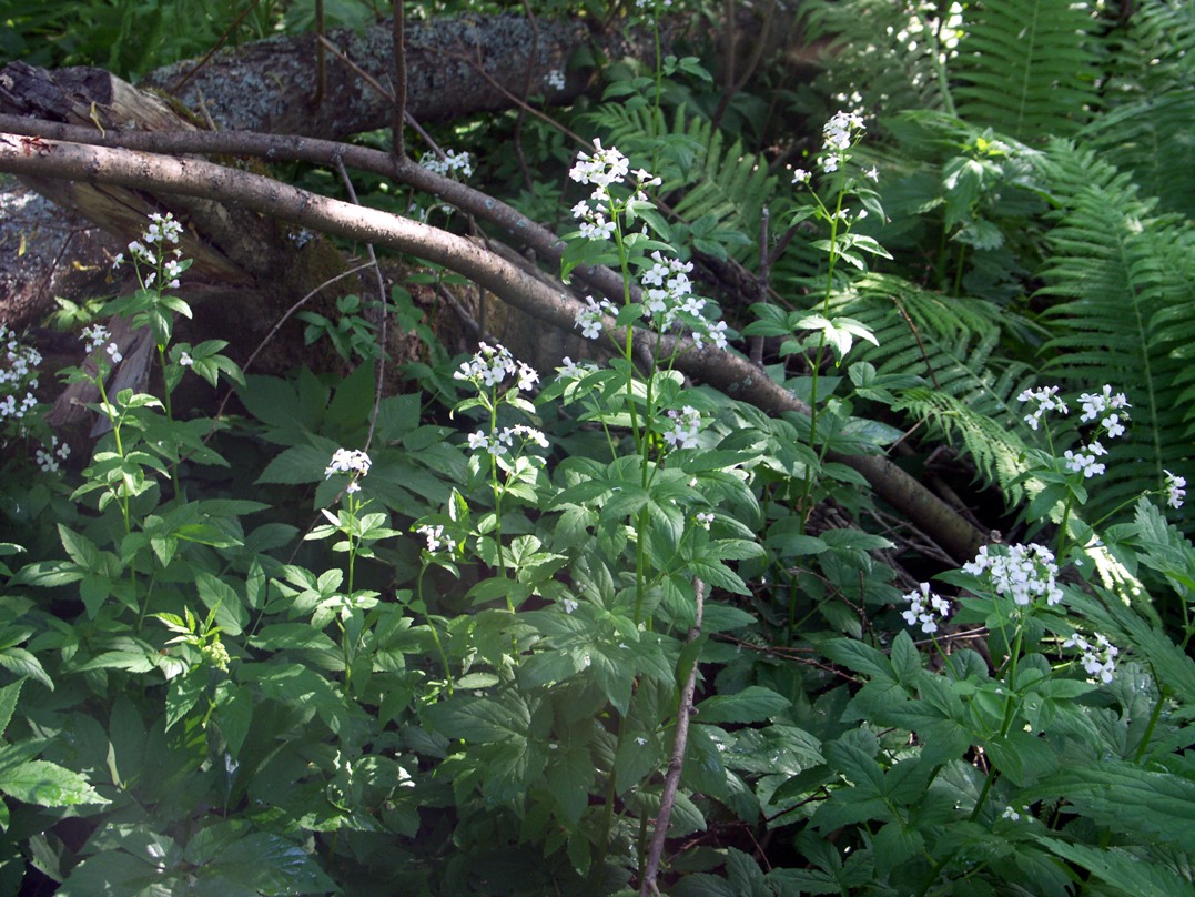 Изображение особи Cardamine macrophylla.