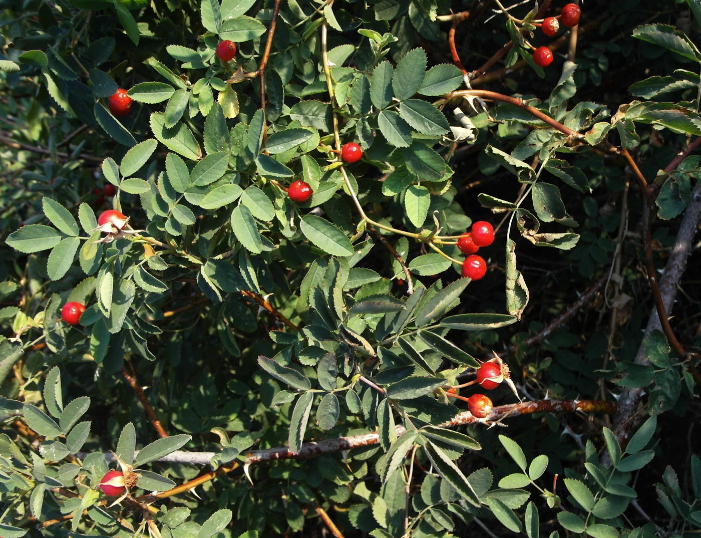 Image of Rosa beggeriana specimen.