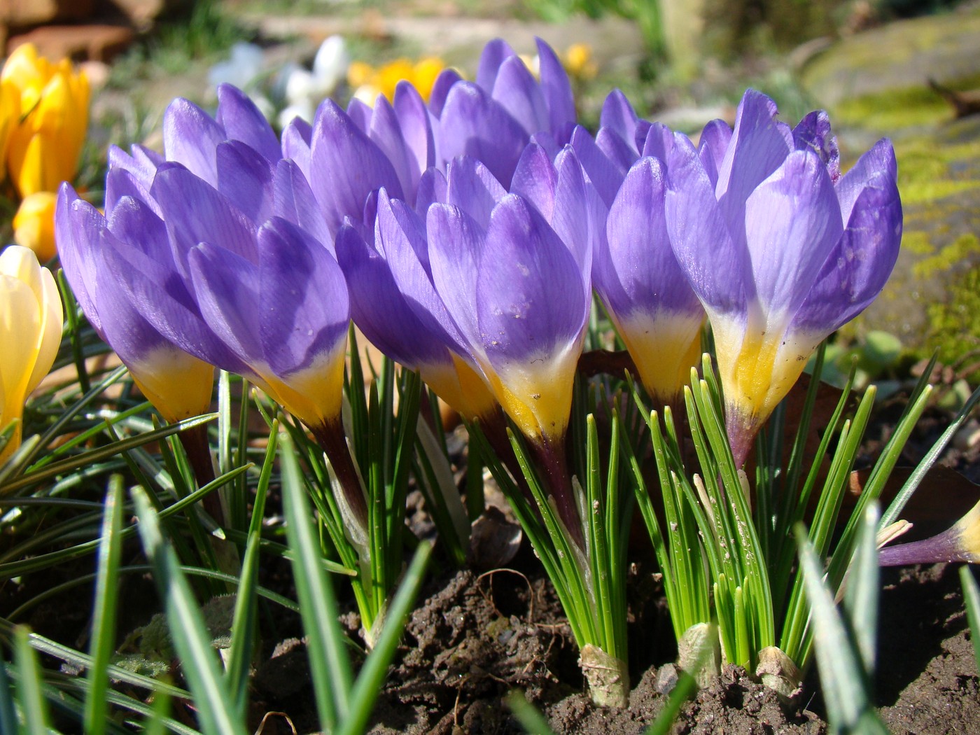 Изображение особи Crocus sieberi ssp. sublimis.