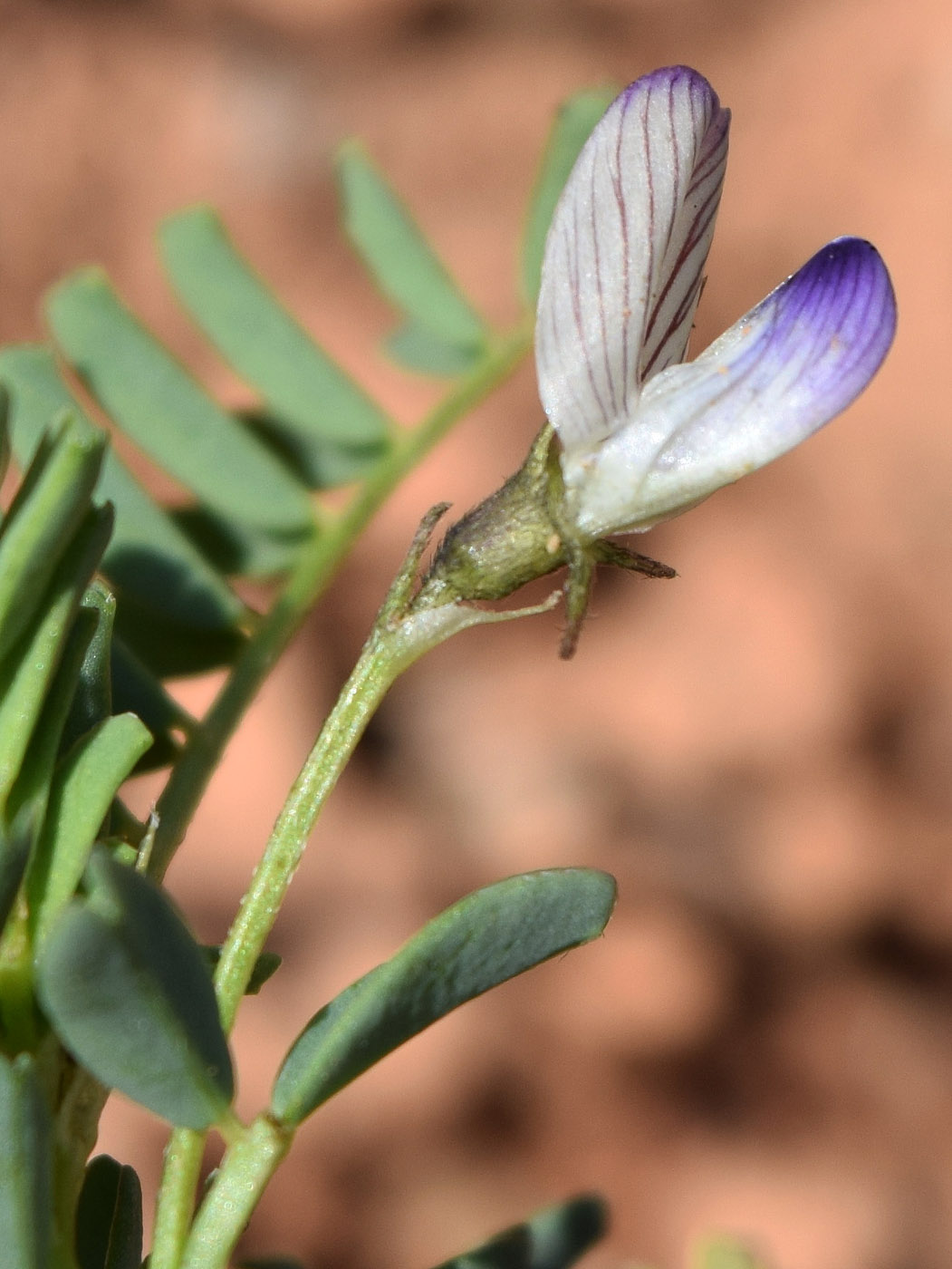 Image of Astragalus guttatus specimen.