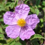 Cistus parviflorus