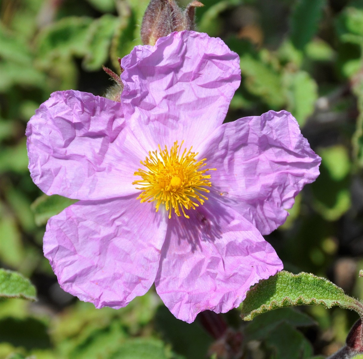 Image of Cistus parviflorus specimen.