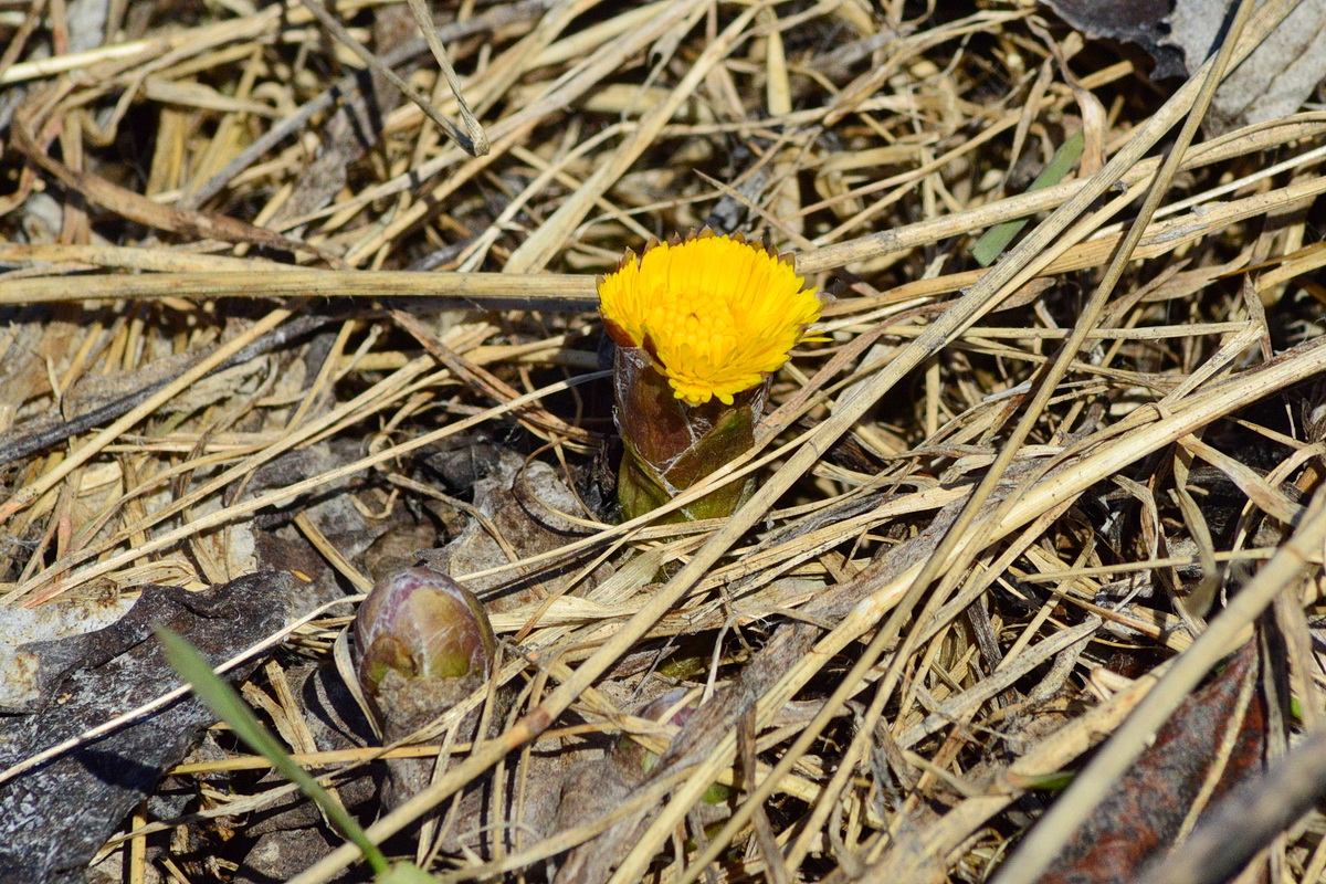 Image of Tussilago farfara specimen.