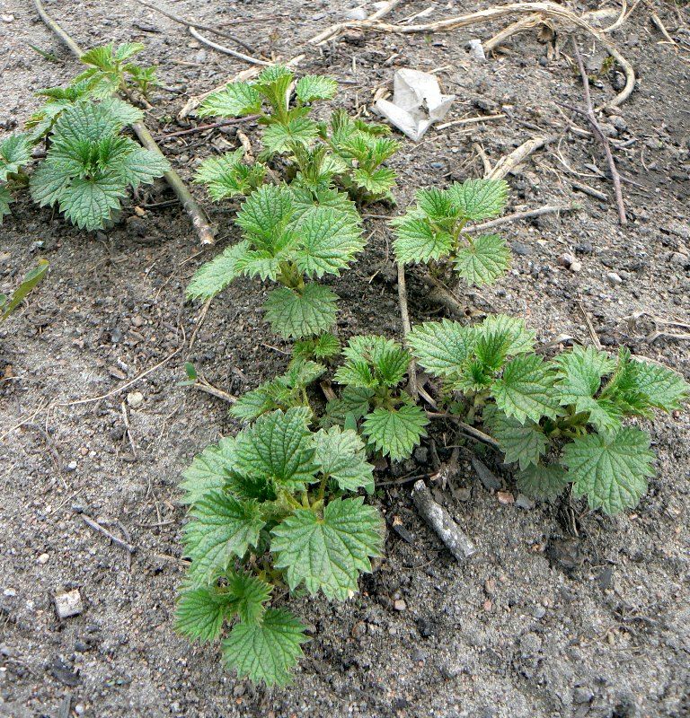 Изображение особи Urtica dioica.