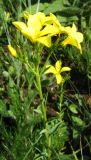 Linum flavum