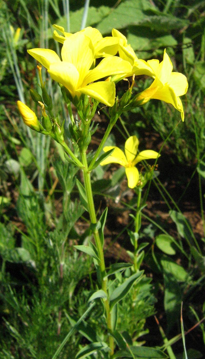 Изображение особи Linum flavum.