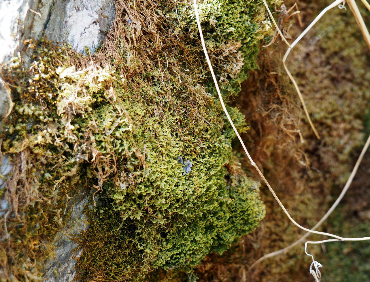 Image of Metzgeria pubescens specimen.