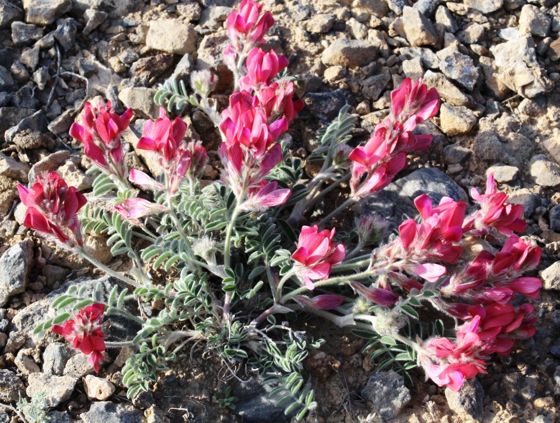 Image of Hedysarum villosissimum specimen.