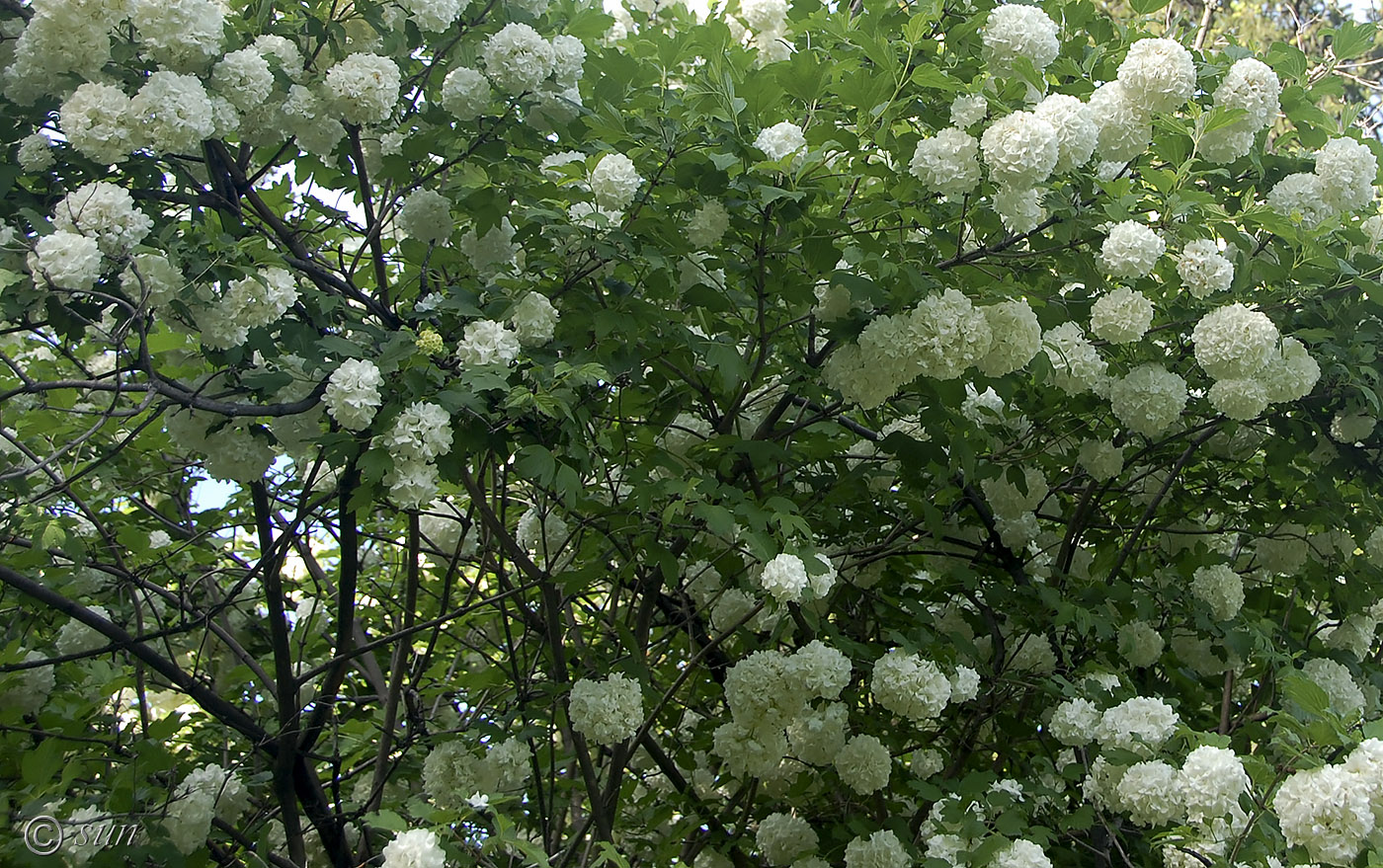 Изображение особи Viburnum opulus f. roseum.