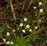 Cerastium arvense