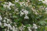 genus Crataegus. Части ветвей с соцветиями. Санкт-Петербург, Приморский р-н, окр. пересечения просп. Испытателей и просп. Сизова, посадки вдоль тротуара. 02.06.2019.