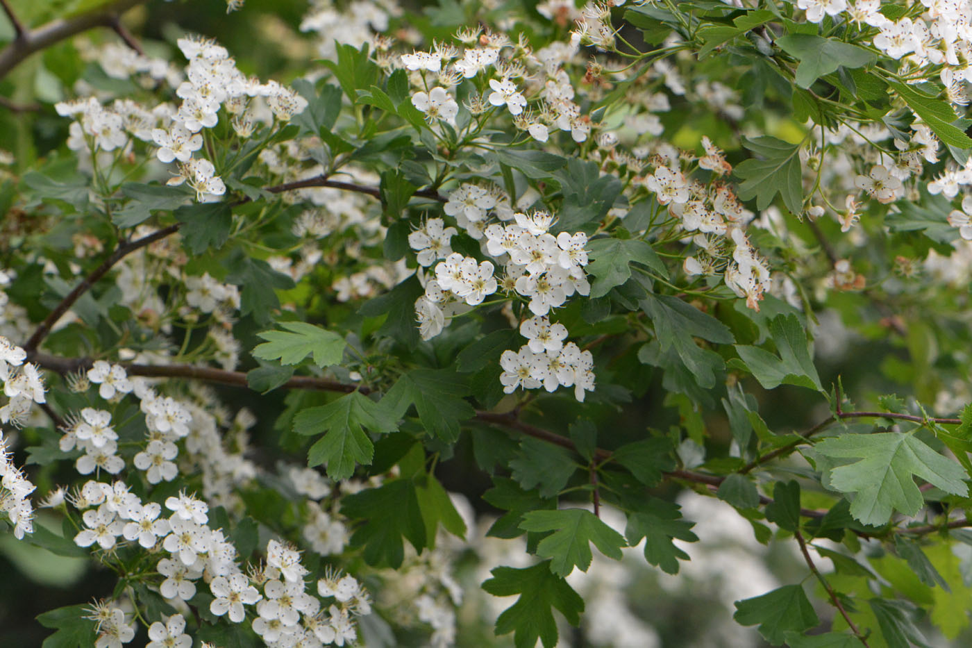 Изображение особи род Crataegus.