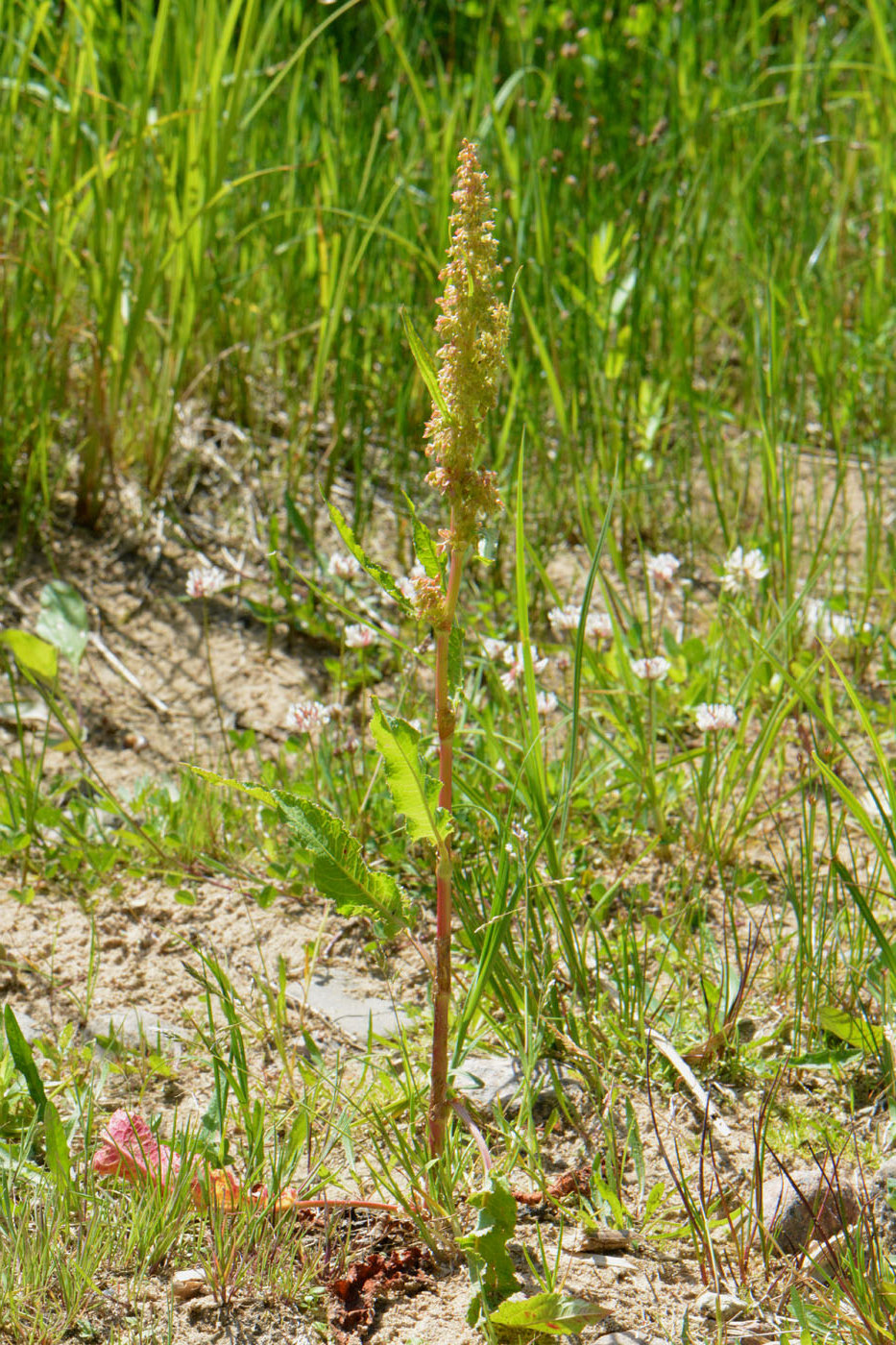 Image of Rumex pseudonatronatus specimen.