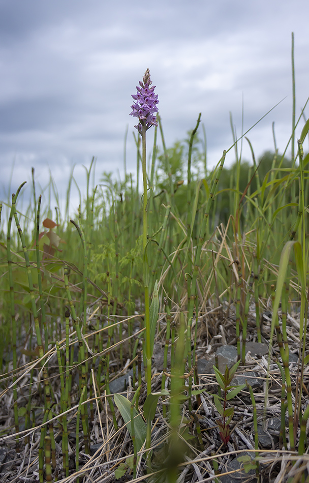 Image of Dactylorhiza fuchsii specimen.