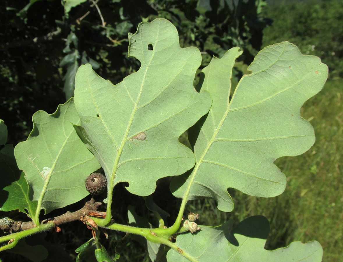 Изображение особи Quercus petraea.