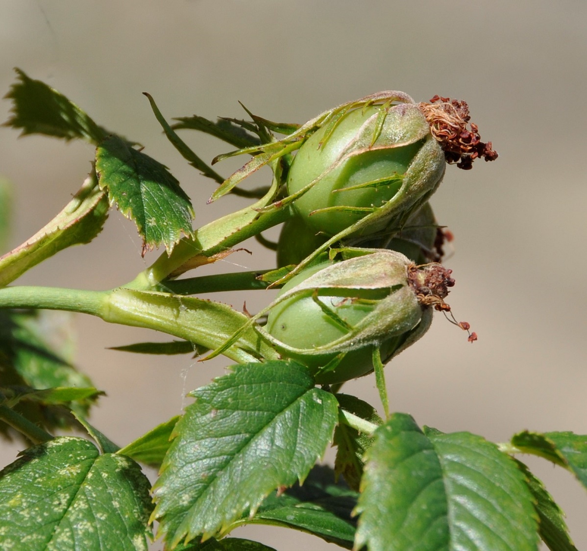 Изображение особи Rosa canina.