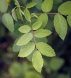 Rosa acicularis. Молодой лист. Пермский край, г. Пермь, Кировский р-н, озеленение. 12.07.2019.