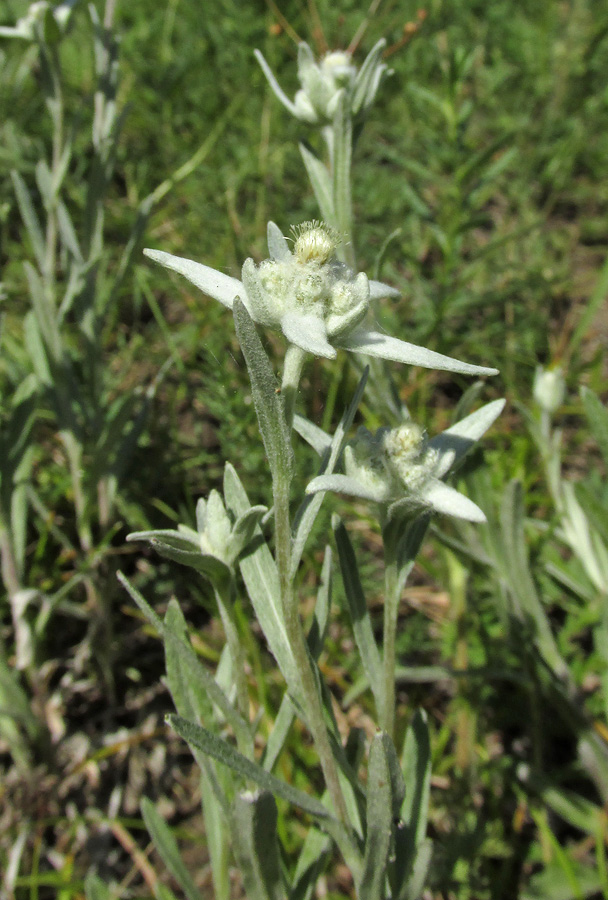 Image of Leontopodium leontopodioides specimen.