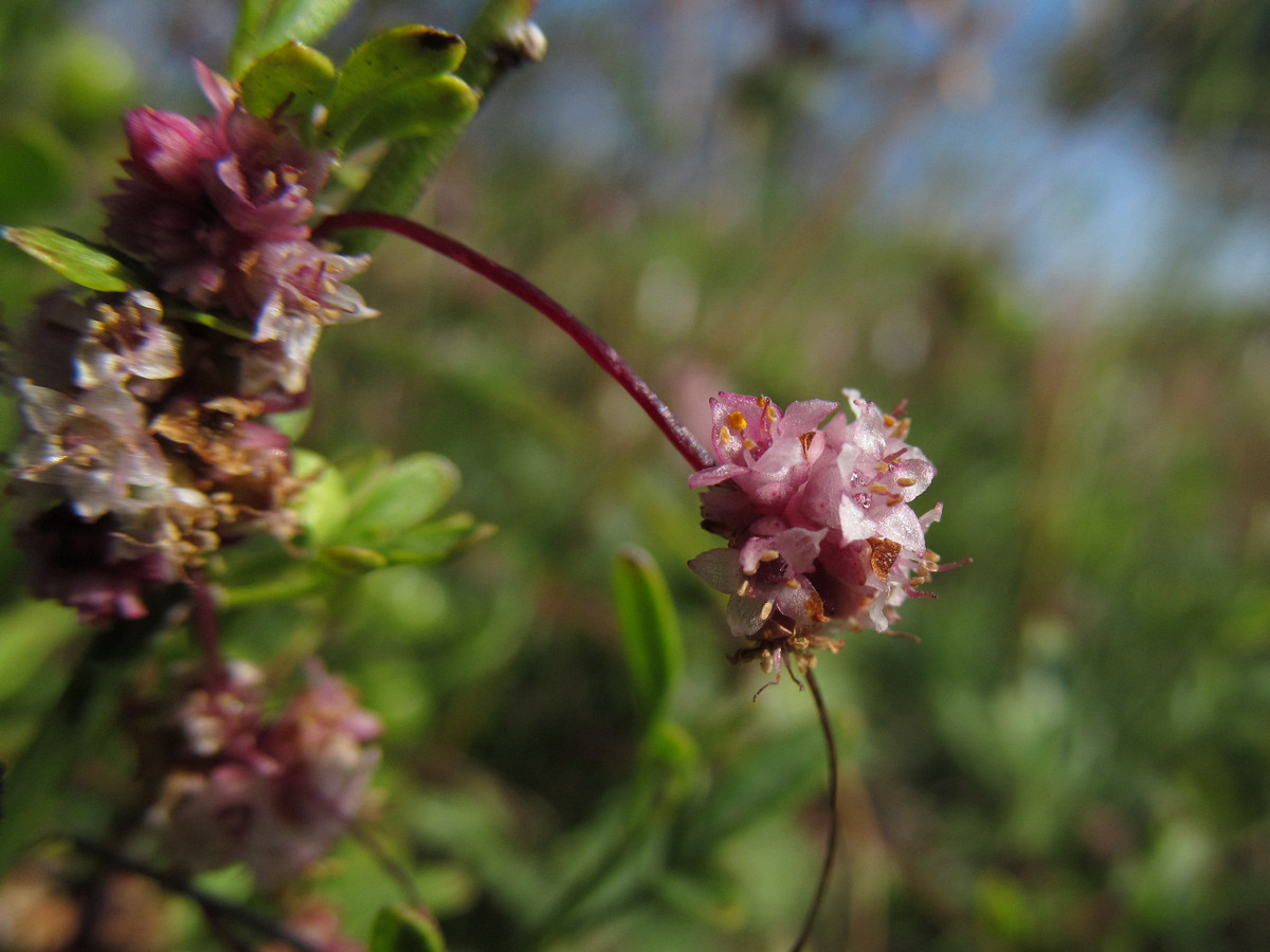 Image of Cuscuta epithymum specimen.