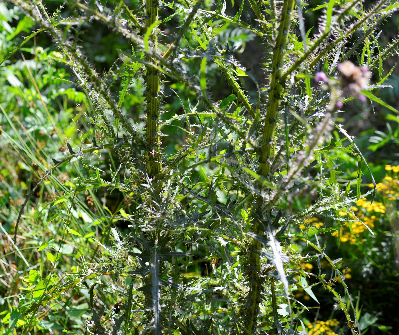 Image of Cirsium palustre specimen.