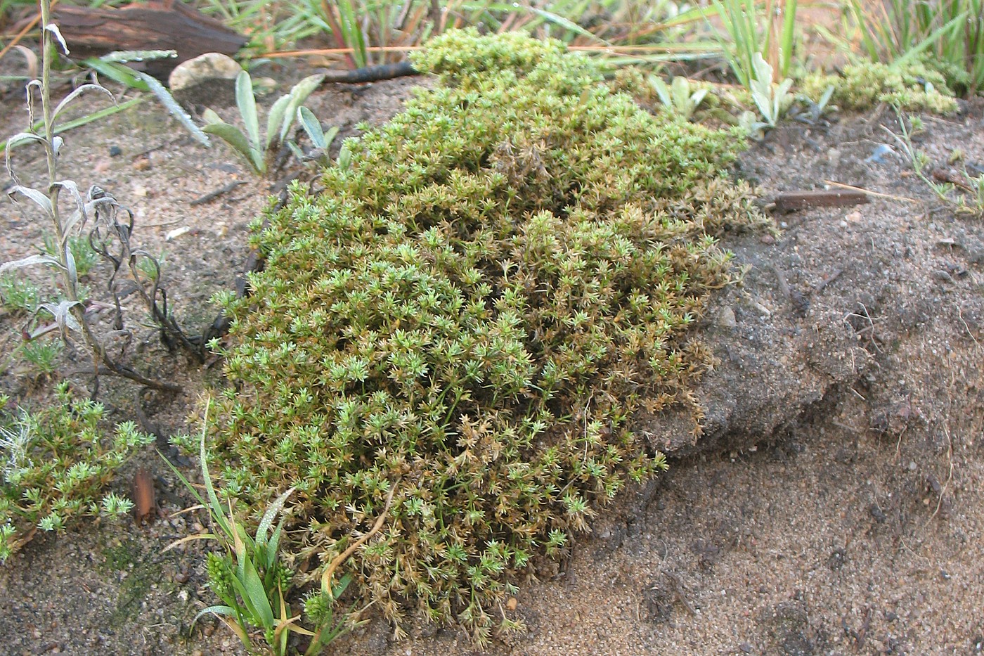 Изображение особи Scleranthus perennis.