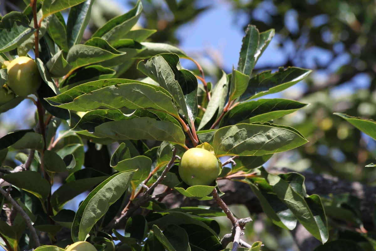 Изображение особи Diospyros virginiana.