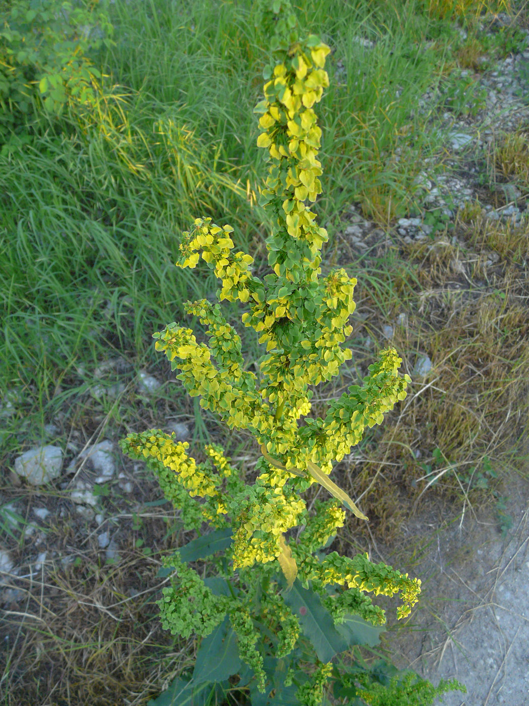 Изображение особи Rumex longifolius.