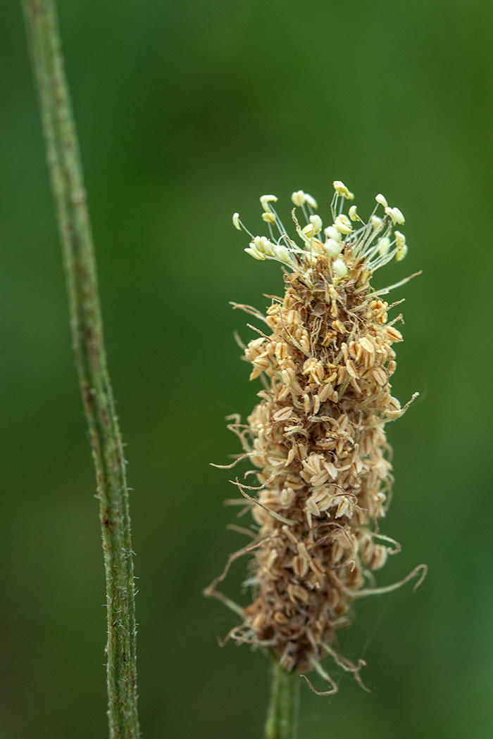 Image of Plantago lanceolata specimen.