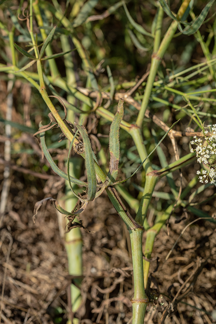 Изображение особи Falcaria vulgaris.