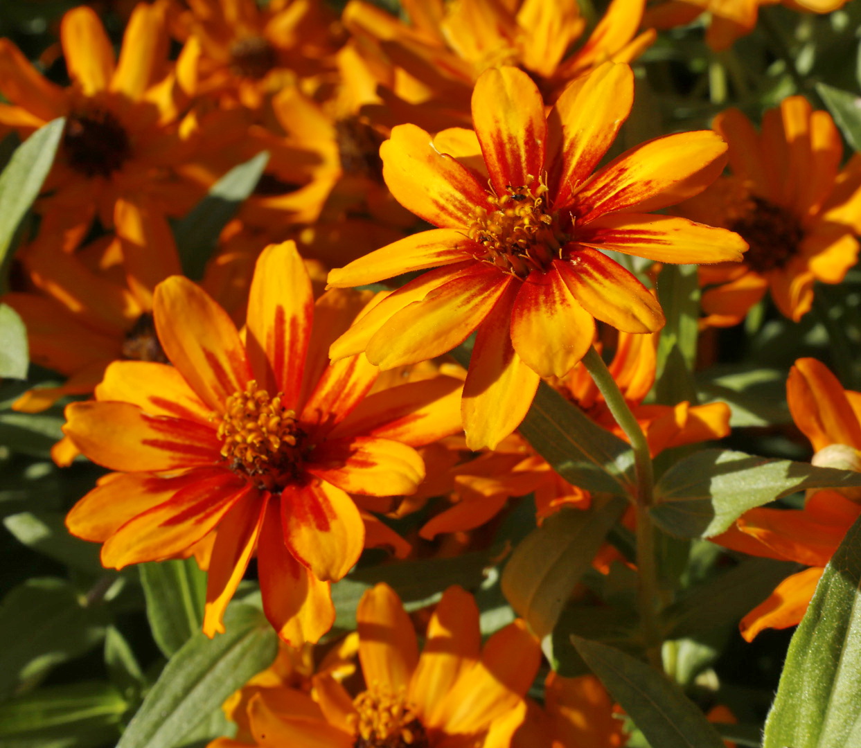 Image of Zinnia angustifolia specimen.