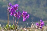 Primula amoena