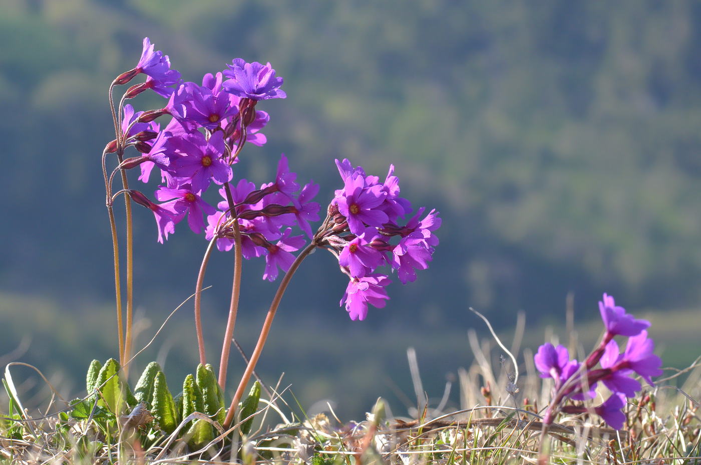 Image of Primula amoena specimen.