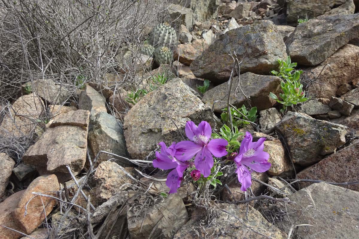 Изображение особи Alstroemeria paupercula.