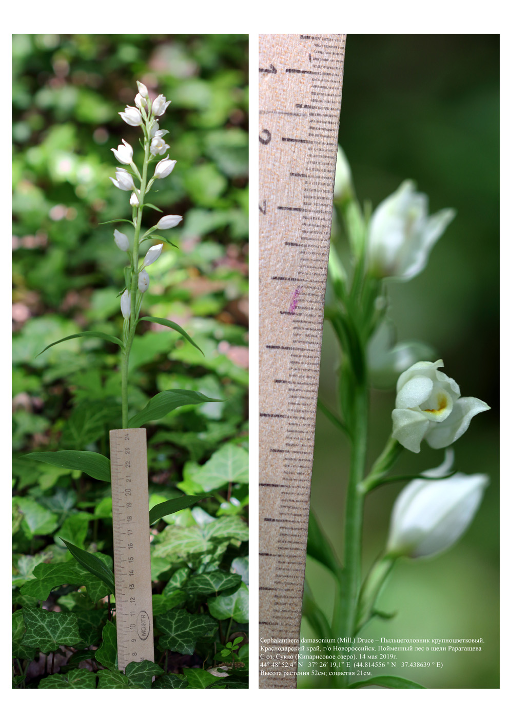 Image of Cephalanthera damasonium specimen.