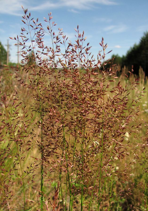 Image of Poa trivialis specimen.