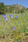 Gentiana olivieri