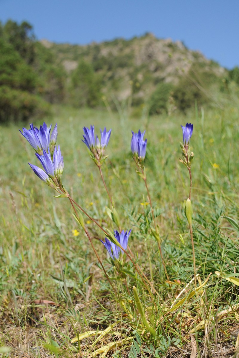 Image of Gentiana olivieri specimen.