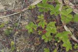 Potentilla stolonifera