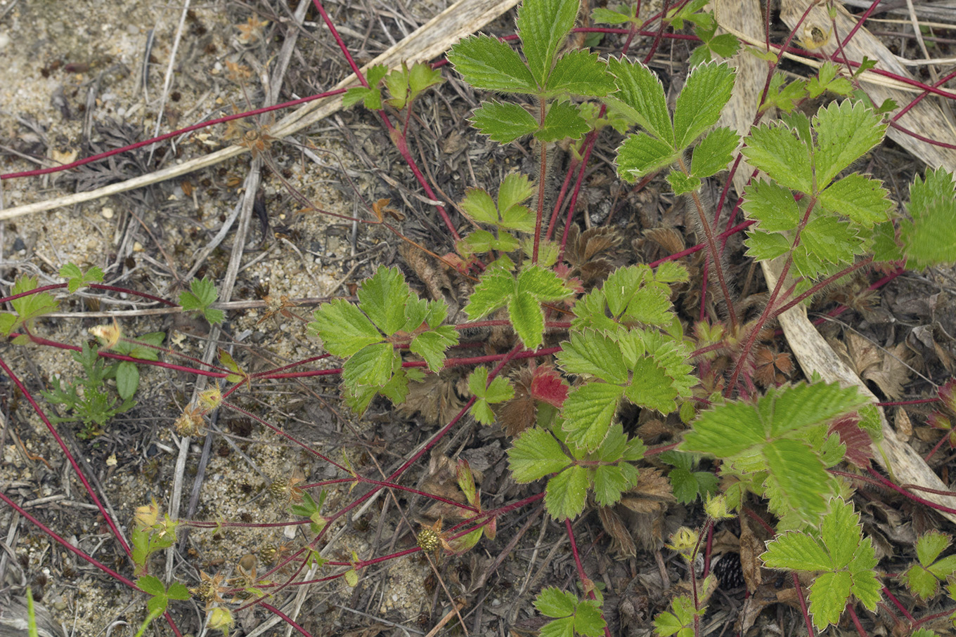 Image of Potentilla stolonifera specimen.