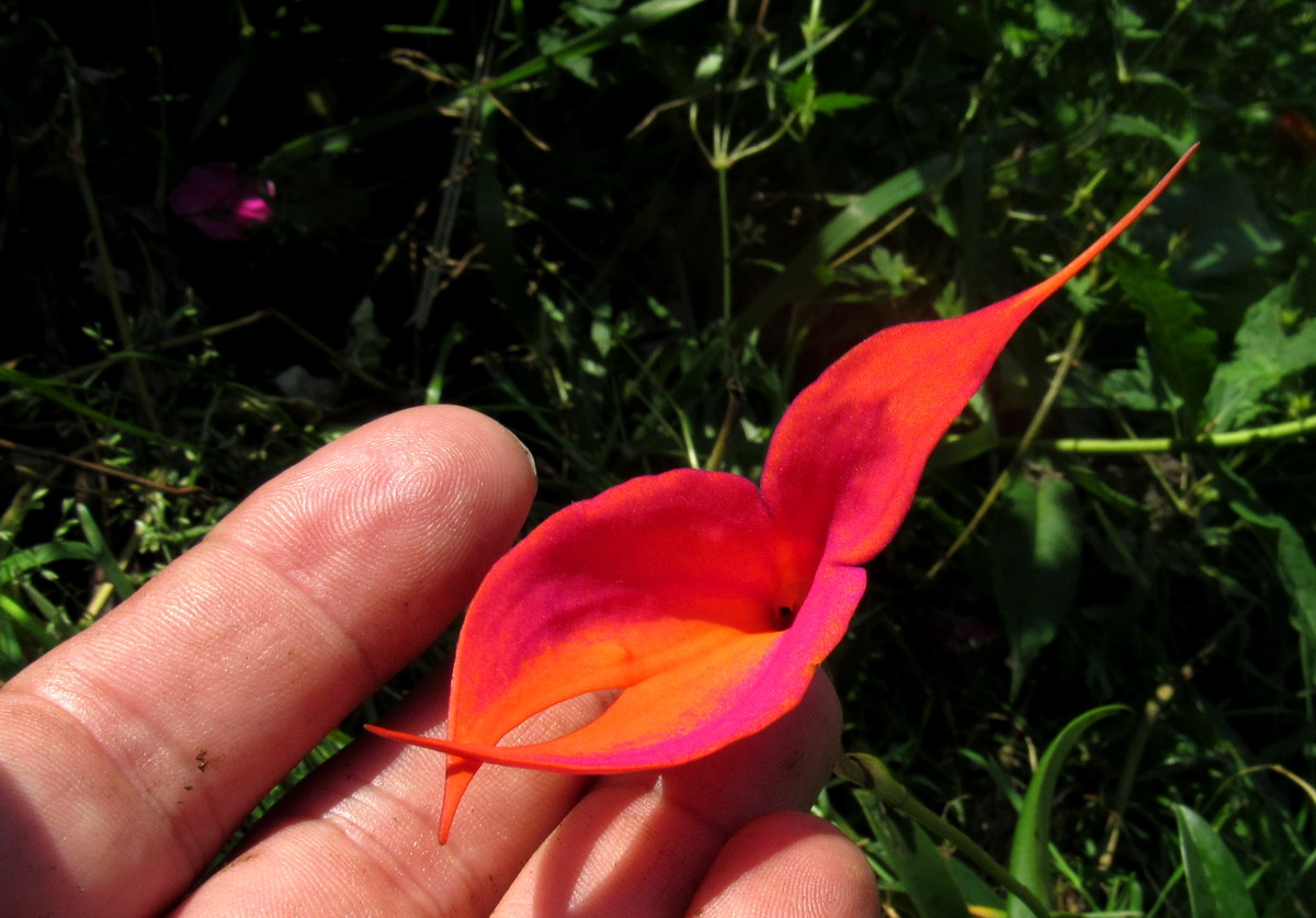 Image of Masdevallia veitchiana specimen.