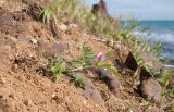 Vicia angustifolia. Цветущее растение. Краснодарский край, Темрюкский р-н, мыс Железный Рог, приморский обрывистый глинистый склон с выходами бурого железняка. 01.05.2015.