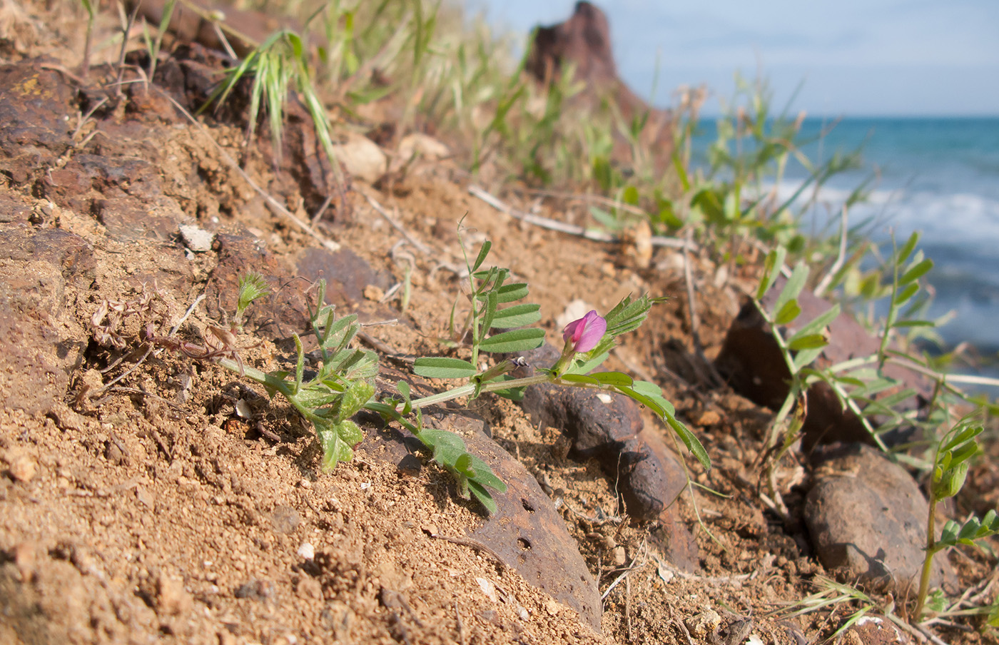 Image of Vicia angustifolia specimen.