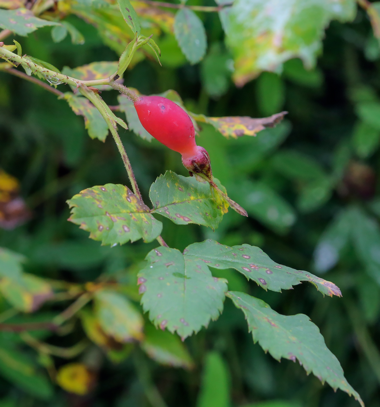 Image of genus Rosa specimen.