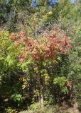 Acer triflorum