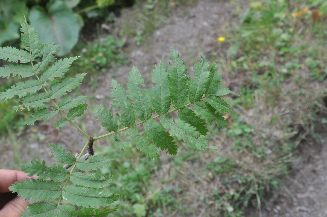 Изображение особи Sorbus aucuparia.