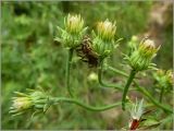 Picris hieracioides
