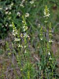 Stachys recta